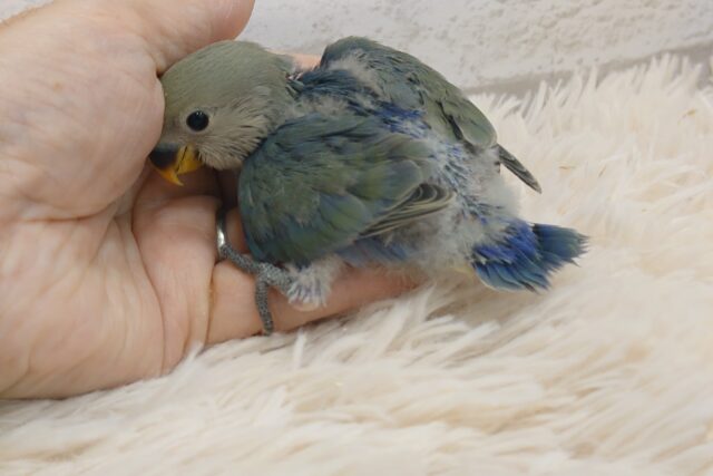 コザクラインコ（小桜インコ）