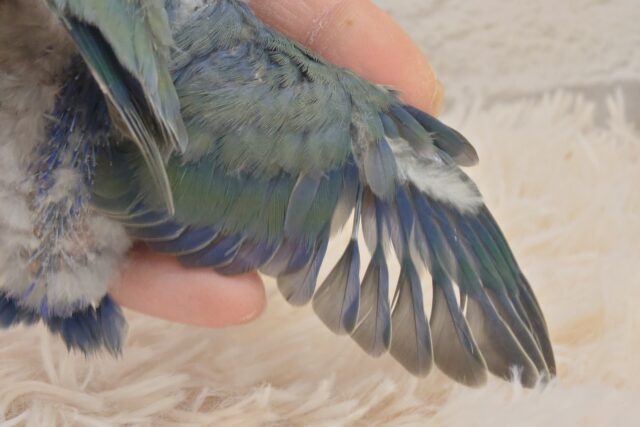 コザクラインコ（小桜インコ）