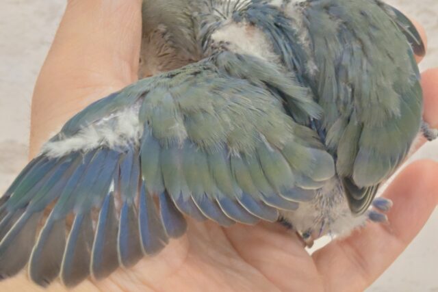 コザクラインコ（小桜インコ）