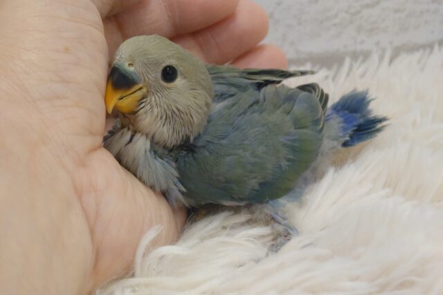 コザクラインコ（小桜インコ）