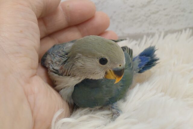 コザクラインコ（小桜インコ）