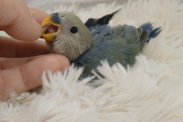 コザクラインコ（小桜インコ）