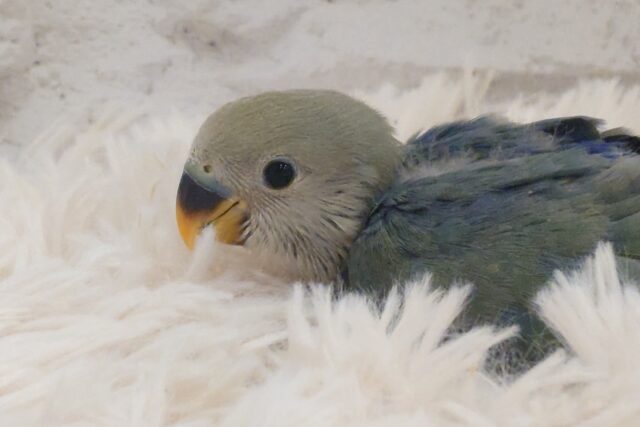 コザクラインコ（小桜インコ）