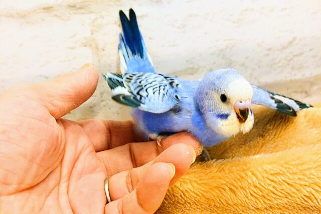 最新画像になります☆ キュートなお顔がチャームポイント🧚セキセイインコ(オパーリン) ヒナ セキセイインコ