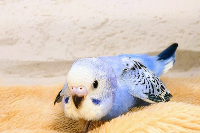 最新画像になります☆ キュートなお顔がチャームポイント🧚セキセイインコ(オパーリン) ヒナ セキセイインコ