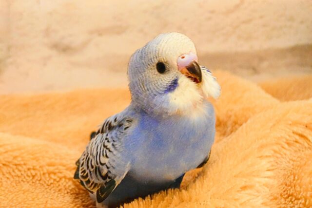 最新画像になります☆ キュートなお顔がチャームポイント🧚セキセイインコ(オパーリン) ヒナ セキセイインコ