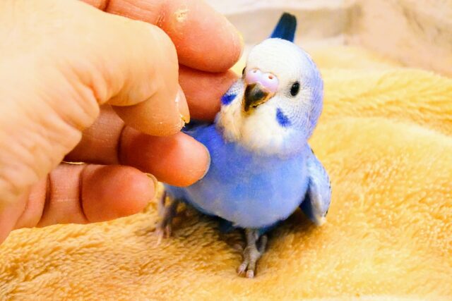 最新画像になります☆ キュートなお顔がチャームポイント🧚セキセイインコ(オパーリン) ヒナ セキセイインコ