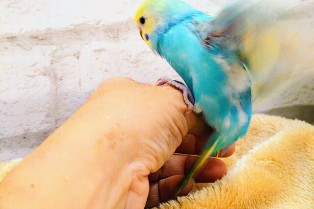 セキセイインコ