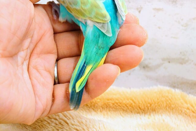 セキセイインコ