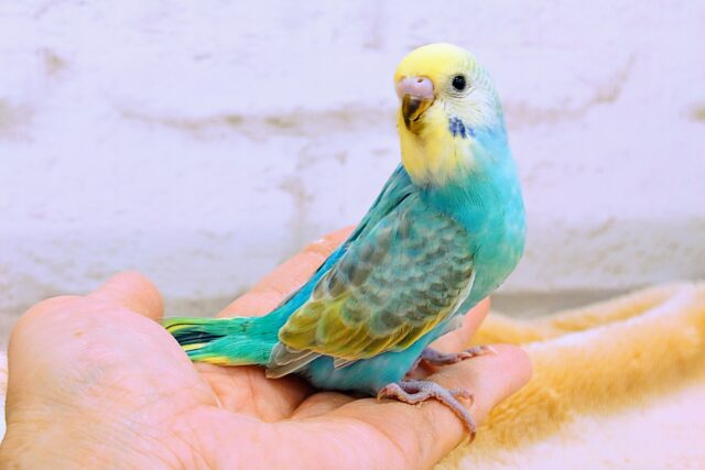 セキセイインコ