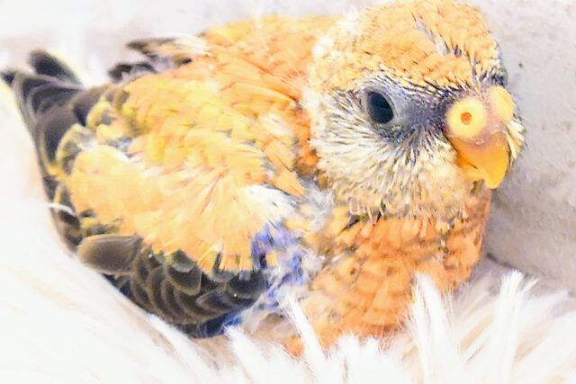 アキクサインコ（秋草インコ）