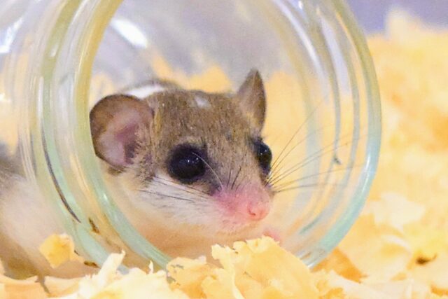 アフリカヤマネ