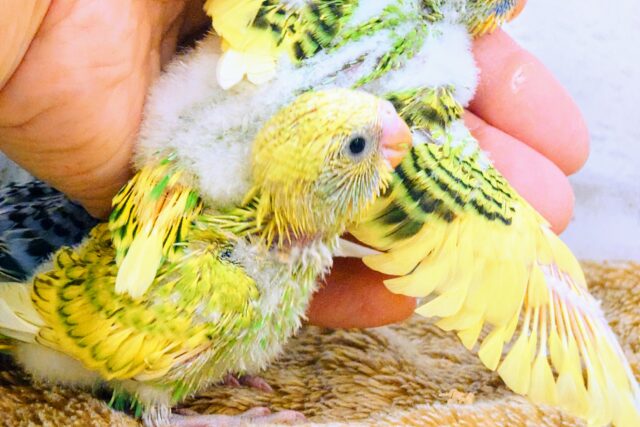 セキセイインコ