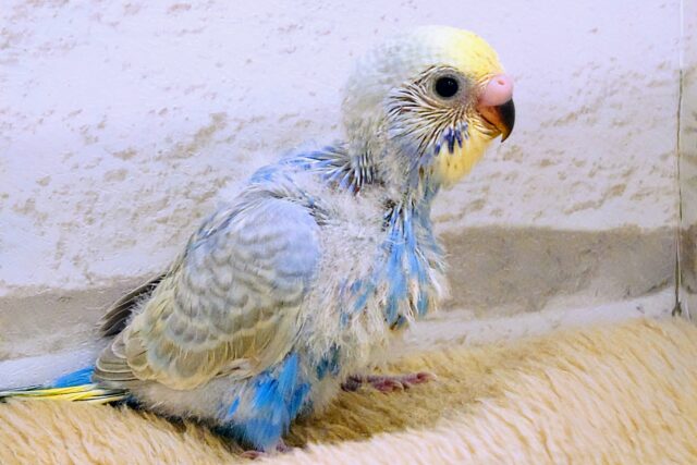 セキセイインコ