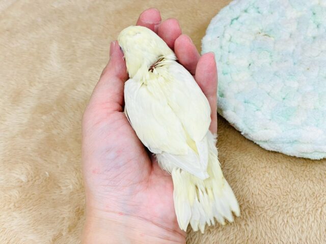 サザナミインコ