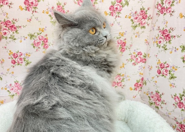 ブリティッシュショートヘア