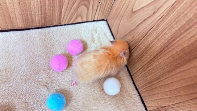 ゴールデンハムスター