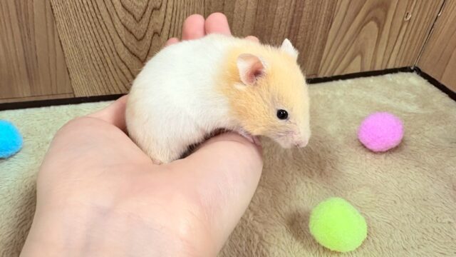 遊ぶの大好き!カラーハムスター(男の子) ゴールデンハムスター