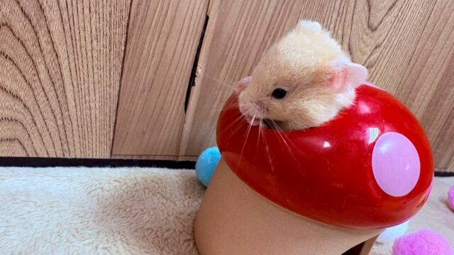 遊ぶの大好き!カラーハムスター(男の子) ゴールデンハムスター