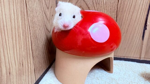 遊ぶの大好き!カラーハムスター(男の子) ゴールデンハムスター