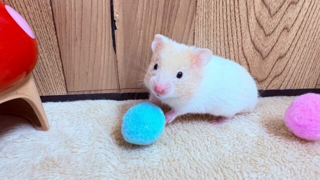 遊ぶの大好き!カラーハムスター(男の子) ゴールデンハムスター