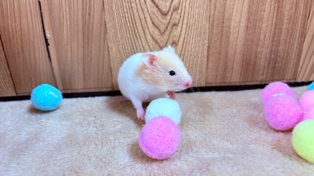 遊ぶの大好き!カラーハムスター(男の子) ゴールデンハムスター