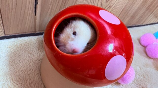 遊ぶの大好き!カラーハムスター(男の子) ゴールデンハムスター