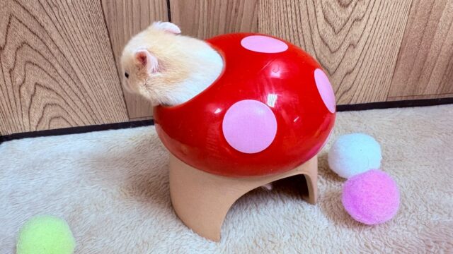 遊ぶの大好き!カラーハムスター(男の子) ゴールデンハムスター