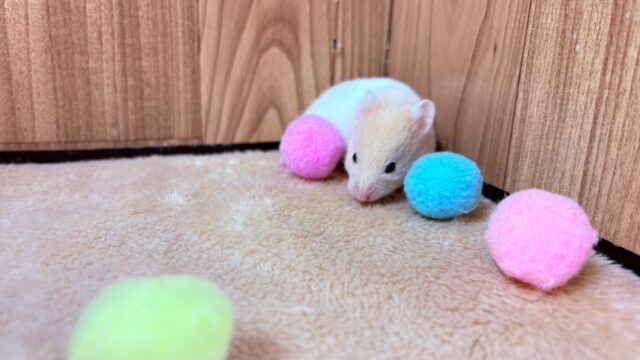 遊ぶの大好き!カラーハムスター(男の子) ゴールデンハムスター