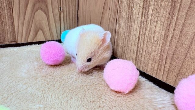 遊ぶの大好き!カラーハムスター(男の子) ゴールデンハムスター