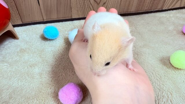 遊ぶの大好き!カラーハムスター(男の子) ゴールデンハムスター