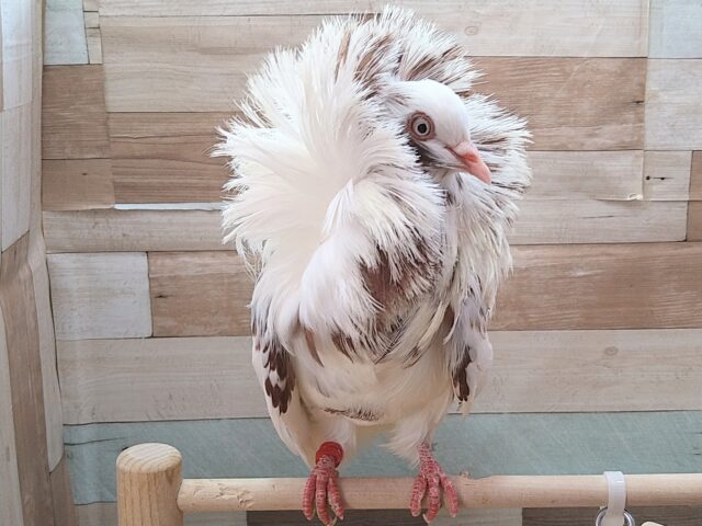 ジャコビン鳩レオナルド様、降臨!! ジャコビンバト