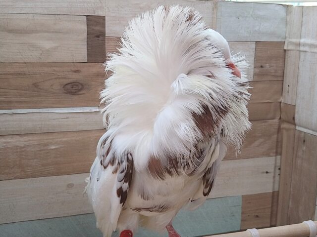 ジャコビン鳩レオナルド様、降臨!! ジャコビンバト