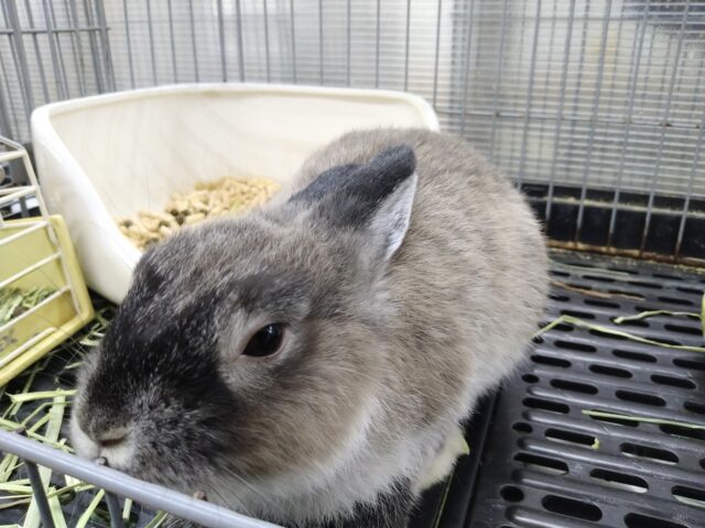 ネザーランドドワーフ