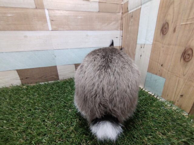 ネザーランドドワーフ