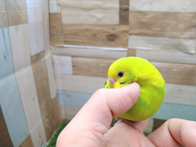 セキセイインコ