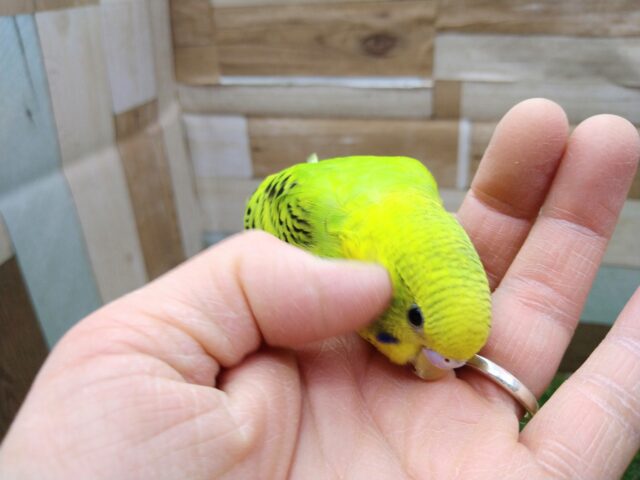 セキセイインコ