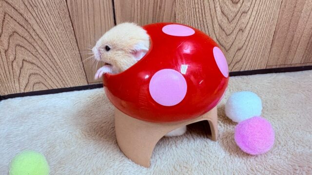 遊ぶの大好き!カラーハムスター(男の子) ゴールデンハムスター