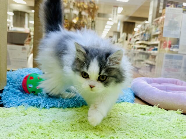 スコティッシュフォールド