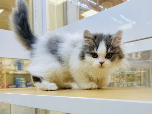 スコティッシュフォールド