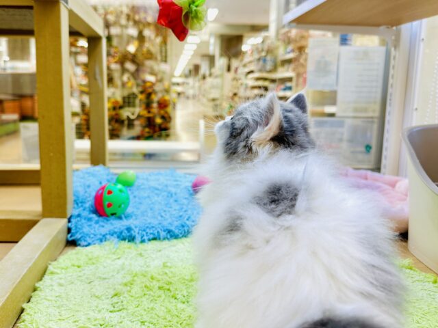 スコティッシュフォールド