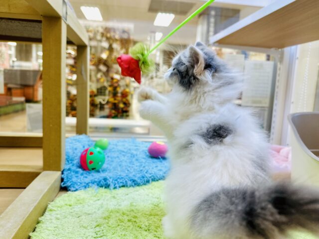 スコティッシュフォールド