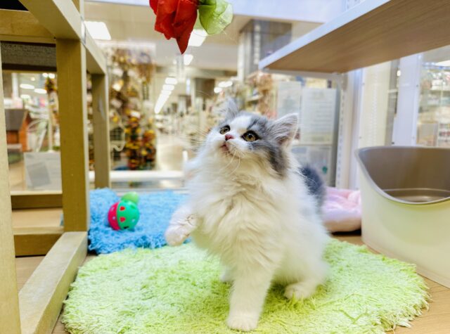 スコティッシュフォールド