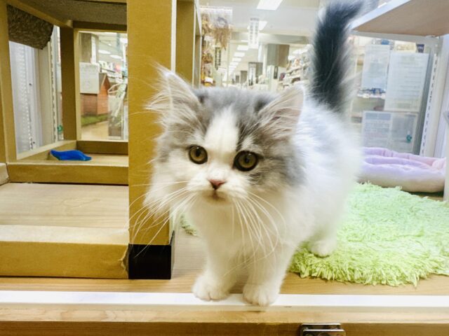 スコティッシュフォールド