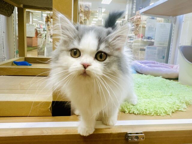 スコティッシュフォールド