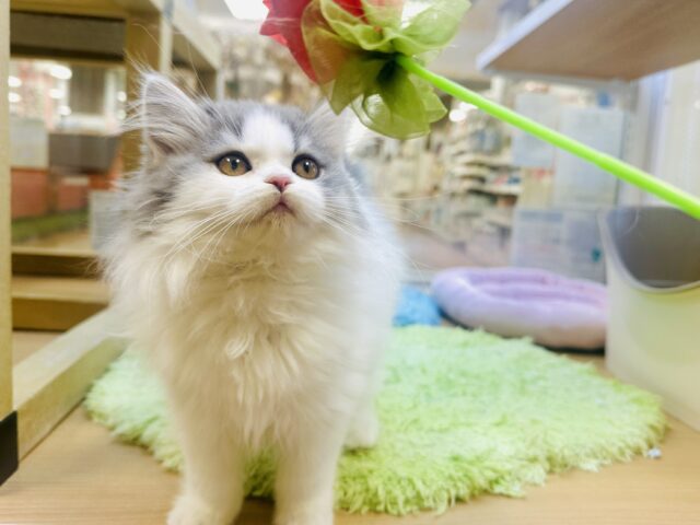 スコティッシュフォールド