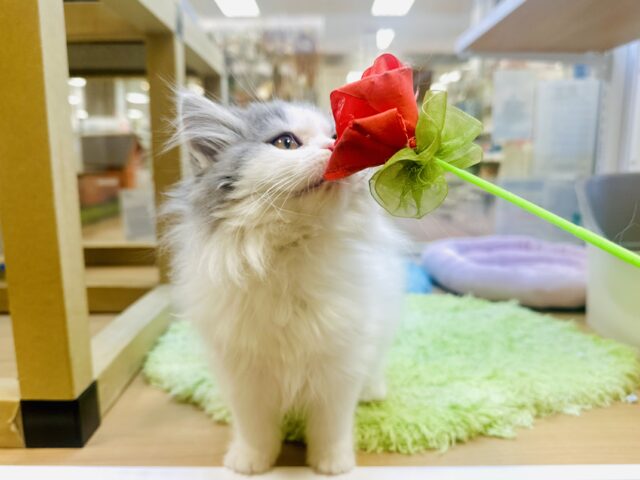 スコティッシュフォールド