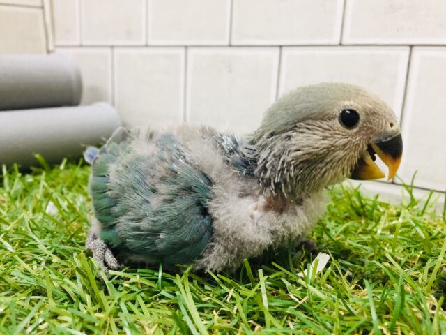 コザクラインコ（小桜インコ）