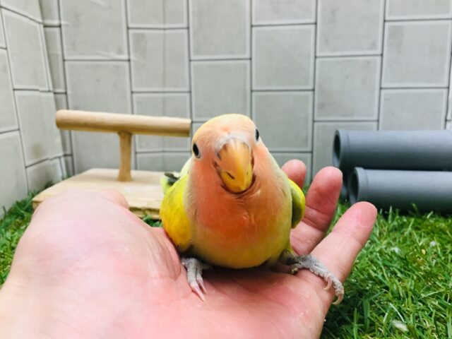 コザクラインコ（小桜インコ）