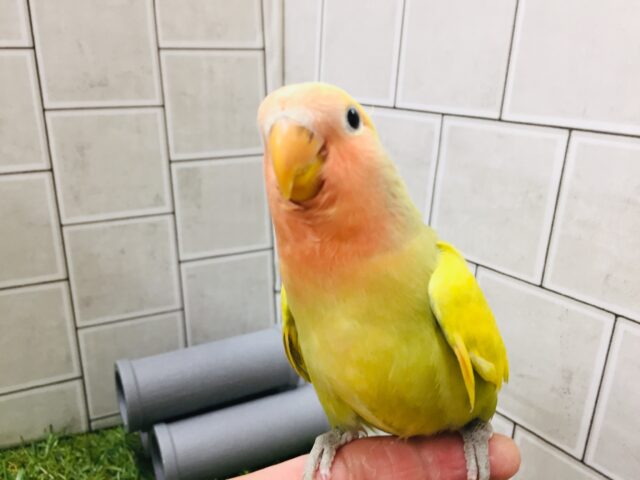 コザクラインコ（小桜インコ）